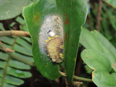 Gynautocera rubriscutellata