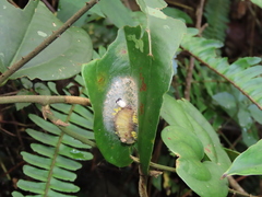 Gynautocera rubriscutellata