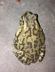 Sclerophrys poweri