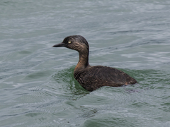 Poliocephalus rufopectus