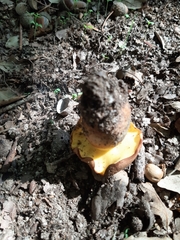 Butyriboletus