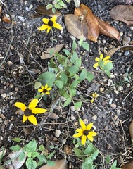 Rudbeckia hirta