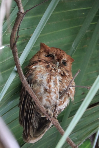 Eastern Screech-Owl photographed in Louisiana