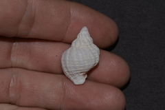 Coralliophila squamosissima