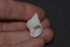 Coralliophila squamosissima