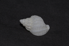 Coralliophila squamosissima