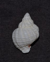 Coralliophila squamosissima