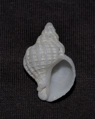 Coralliophila squamosissima