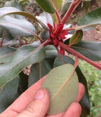 Arbutus bicolor