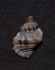 Turritriton labiosus