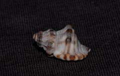Turritriton labiosus