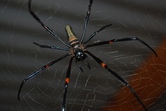 Nephila constricta