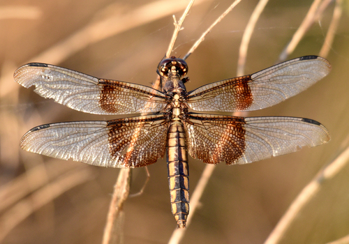 Widow Skimmer photographed in Nebraska