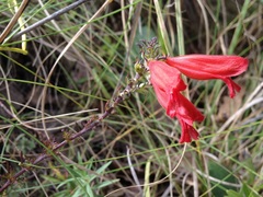 Lamourouxia multifida