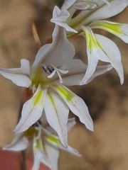 Gladiolus permeabilis