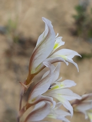 Gladiolus permeabilis