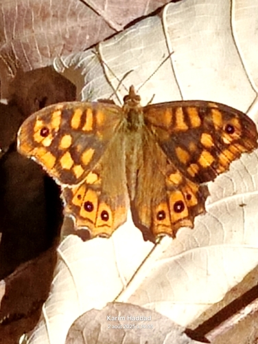 Speckled Wood