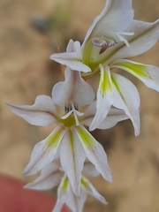 Gladiolus permeabilis