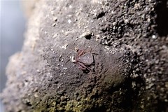 Pseudogarypus