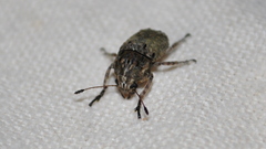 Phloeobius