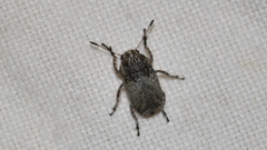 Phloeobius