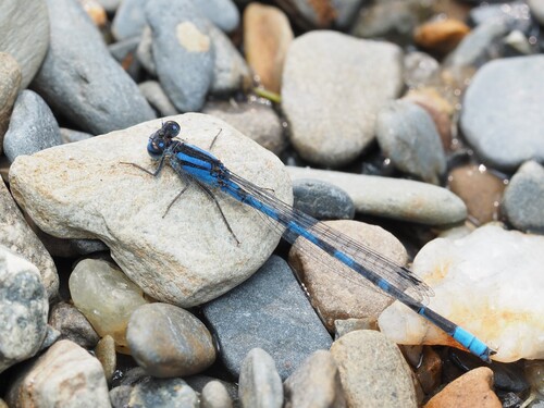 Familiar bluet