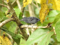 Thamnophilus tenuepunctatus