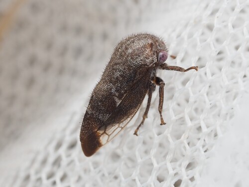 Ophiderma pubescens photo 2