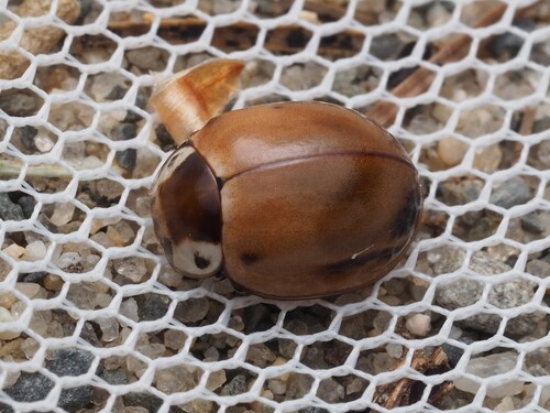 Streaked Lady Beetle photo 4