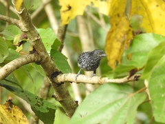 Thamnophilus tenuepunctatus