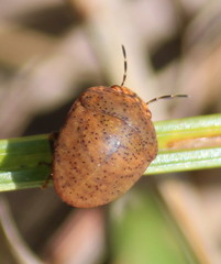 Steganocerus multipunctatus