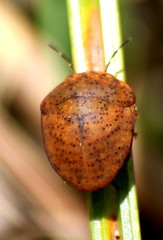 Steganocerus multipunctatus