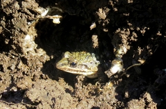 Leptodactylus latinasus