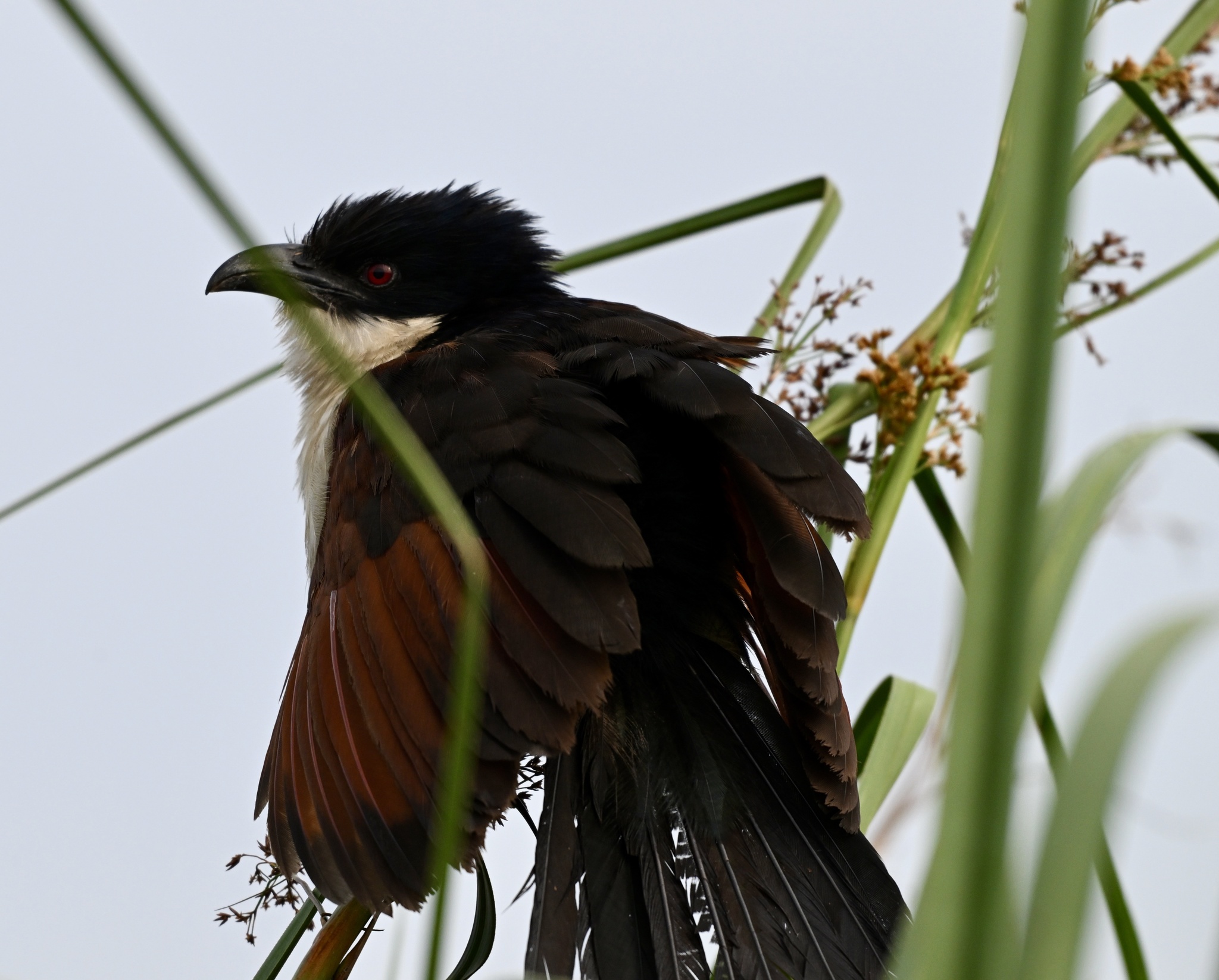 Blue-headed Coucal (Centropus monachus), photo 5