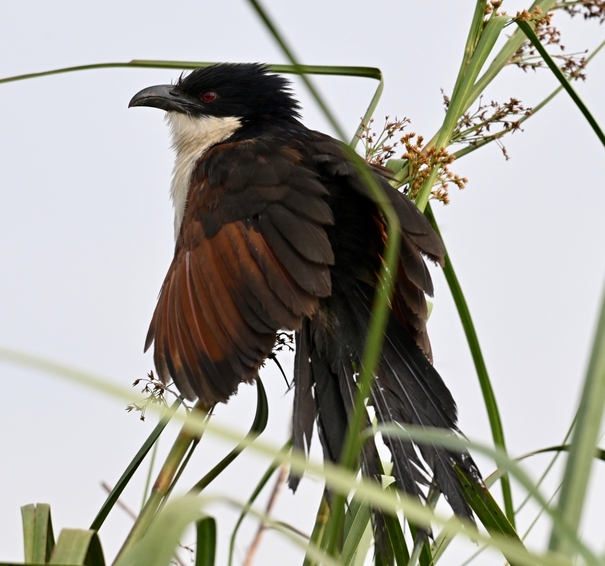 Blue-headed Coucal (Centropus monachus), photo 6