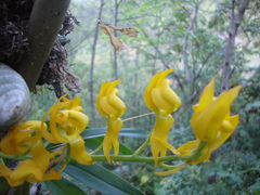 Mormodes cozticxochitl