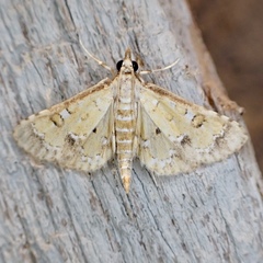 Niphograpta albiguttalis