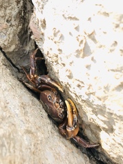 Trichodactylidae