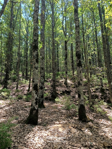 Mirbeck's oak