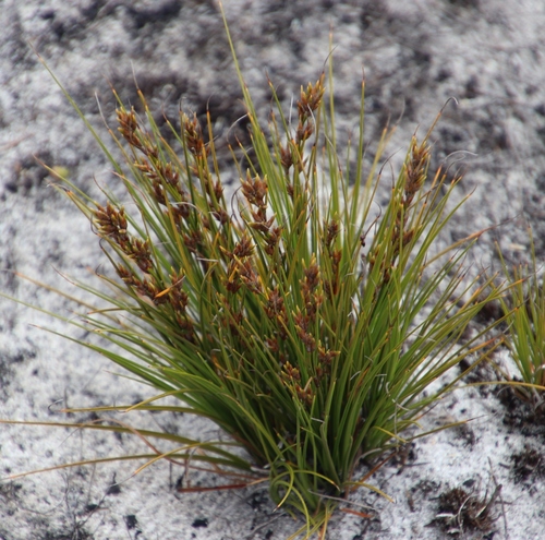 Image of Tetraria microstachys by (c) Tony Rebelo, some rights reserved (CC BY-SA)