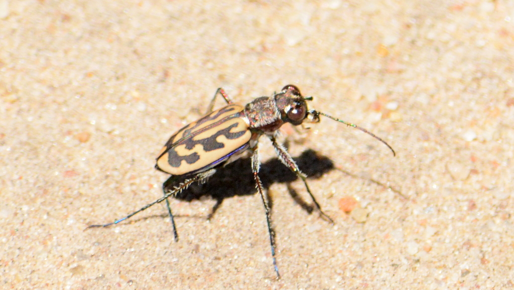 Lophyra brevicollis
