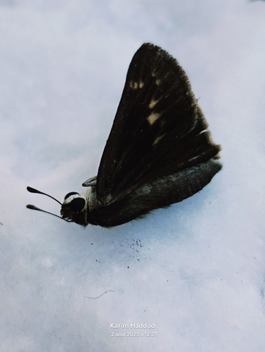 Pygmy Skipper