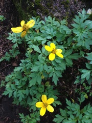 Bidens ostruthioides
