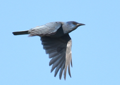 Pinyon Jay photo 5