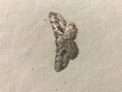 Cymatophora approximaria