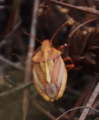 Tropicorypha bifida