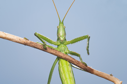 Predatory Bush-cricket