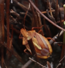 Tropicorypha bifida