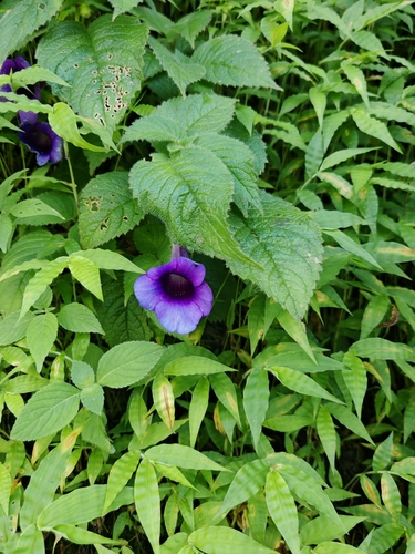 Achimenes hintoniana (Achimenes hintoniana)