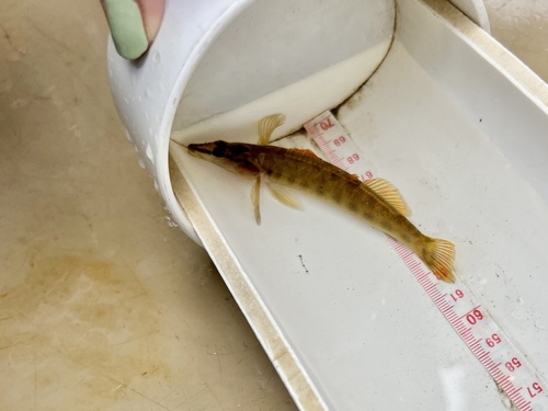 Sharpnose darter (Percina oxyrhynchus) — Percidae